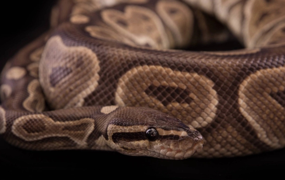 ball python morphs