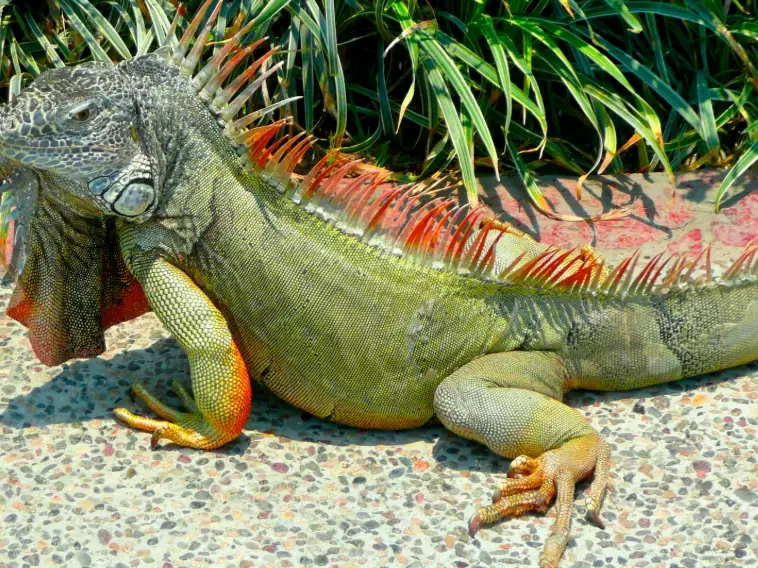 Green Iguana care