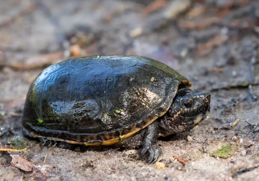 musk turtle care