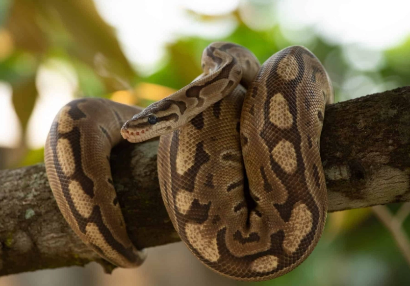 ball python care