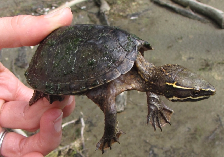 common musk turtle