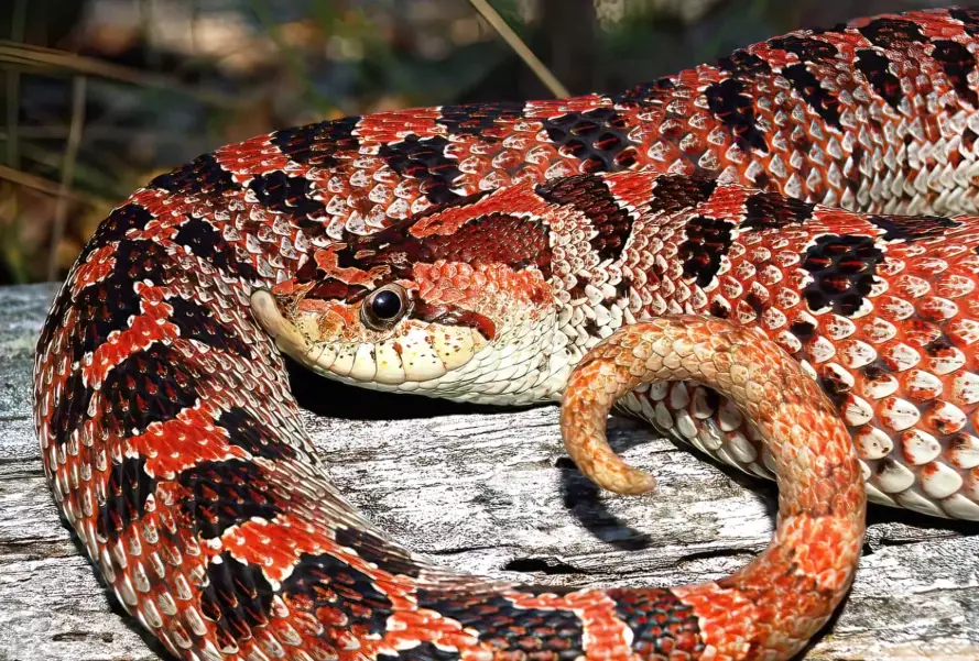 eastern hognose snake