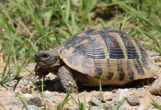 Hermann's tortoise care