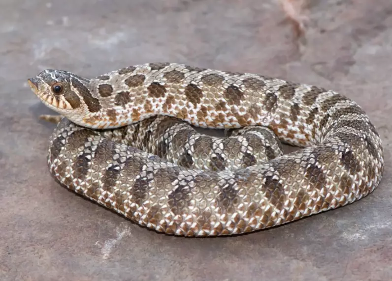 hognose snake pet
