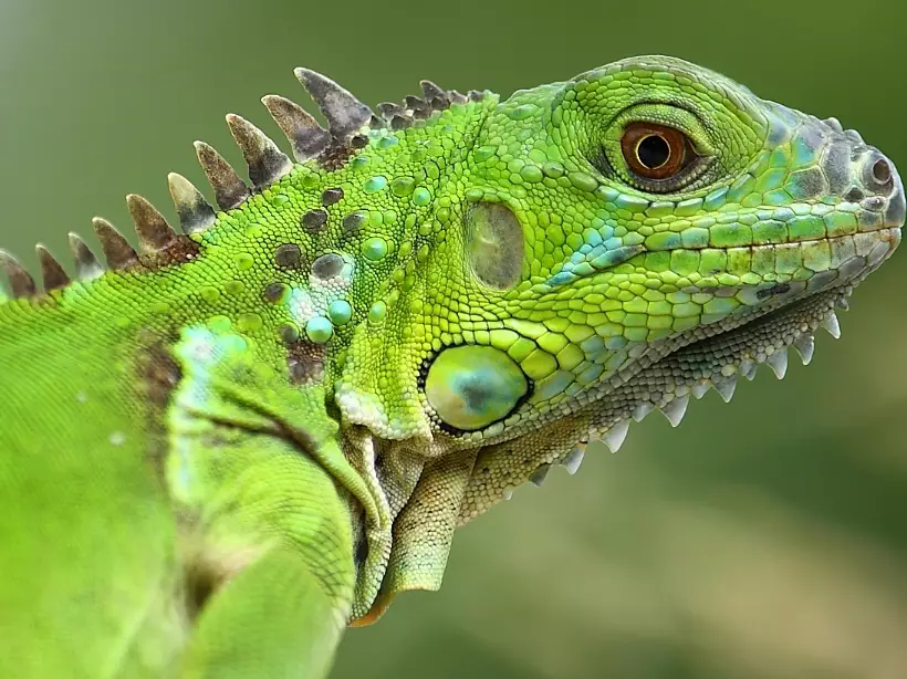 iguana habitat setup