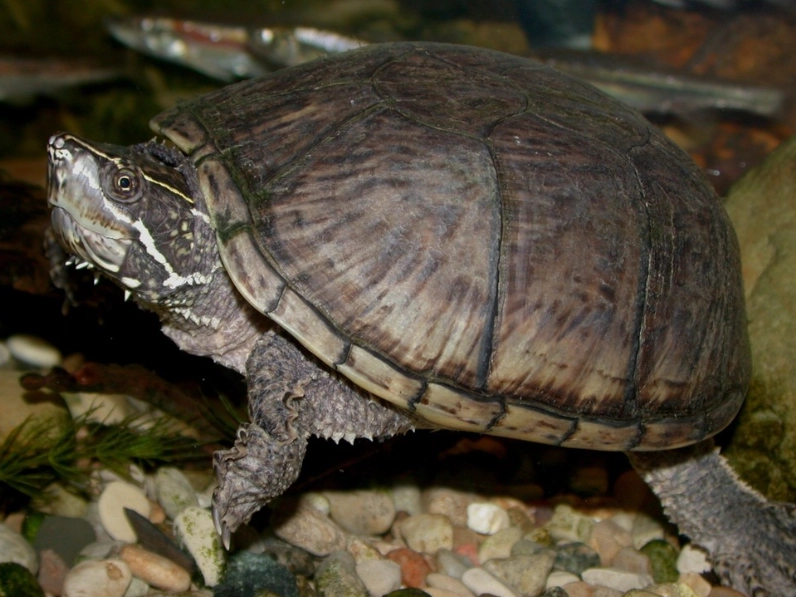 musk turtle tank setup