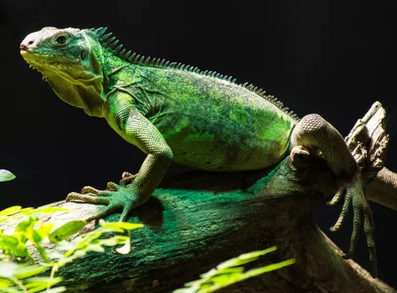 Green Iguana diet