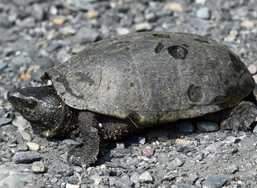 musk turtle tank setup