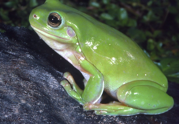 green tree frog care