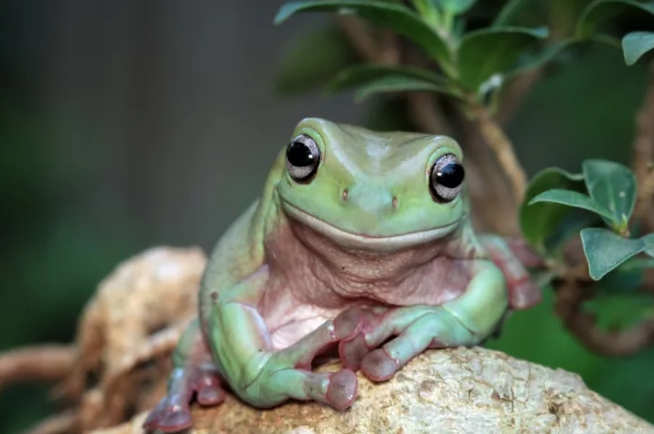 white tree frog care