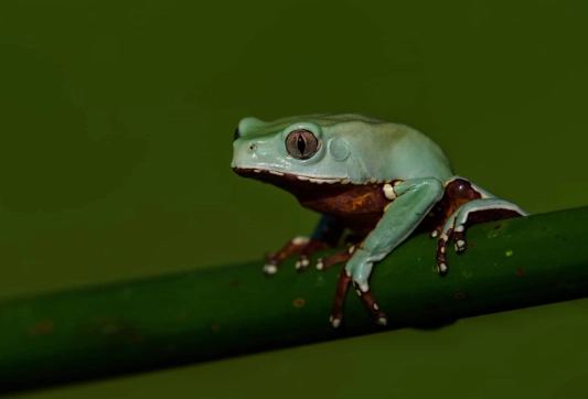american green tree frog habitat