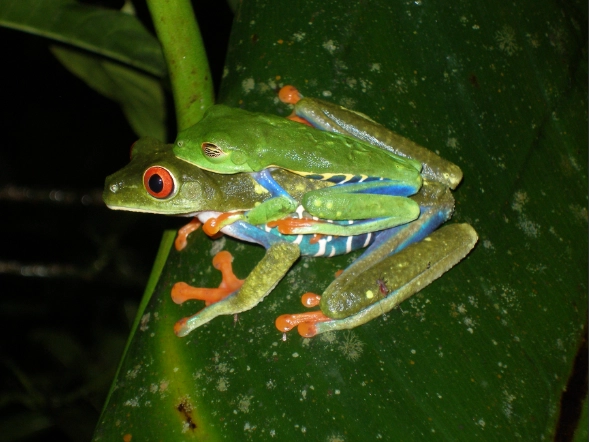 red-eyed tree frog facts