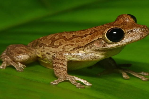 cuban tree frog identification