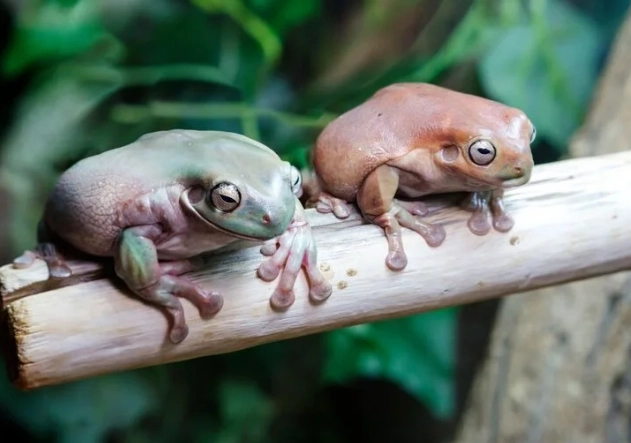 white tree frog habitat setup