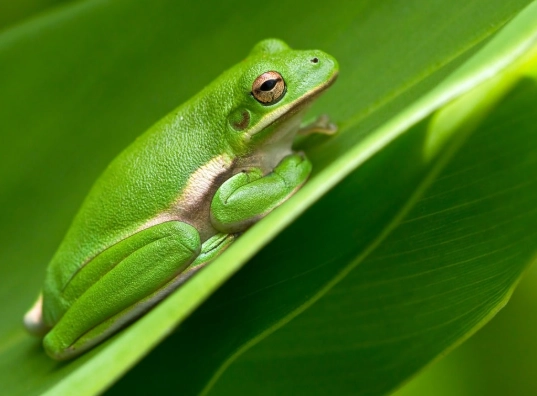american green tree frog facts
