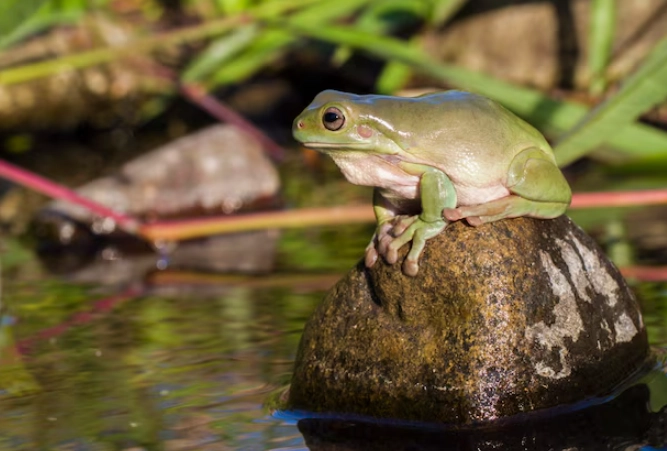 dumpy tree frog care