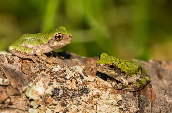 gray tree frog sound