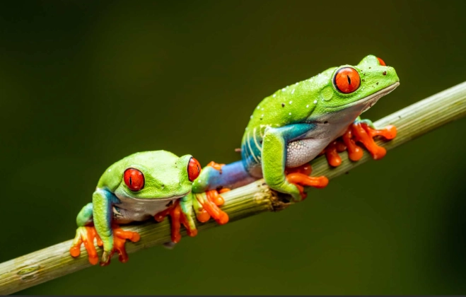 red-eyed tree frog habitat