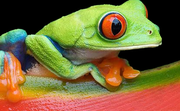 are red-eyed tree frogs poisonous