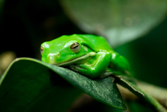 american green tree frog habitat