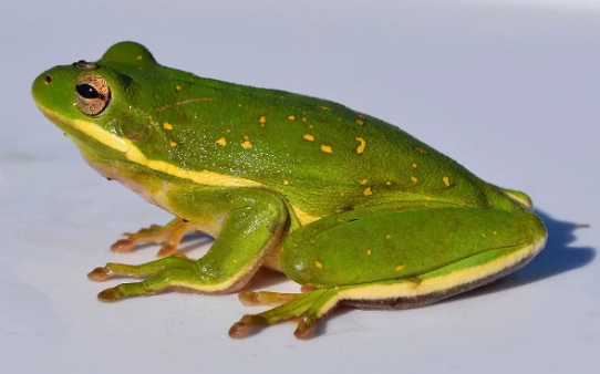 american green tree frog habitat