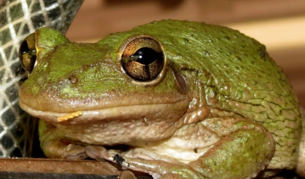 cuban tree frog control