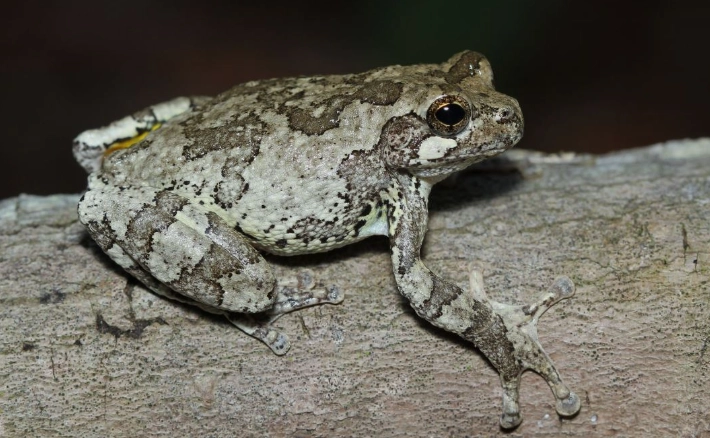 gray tree frog care