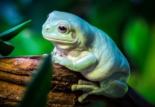 white tree frog habitat setup