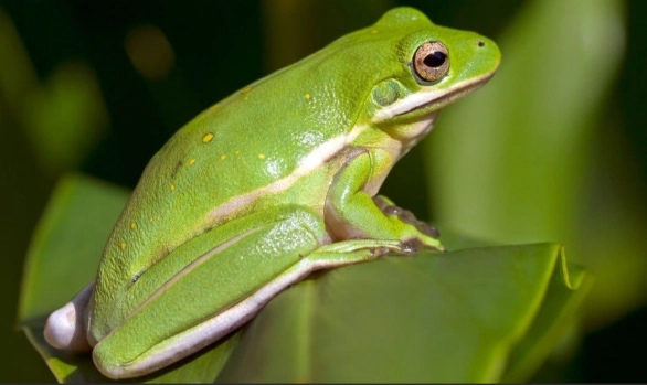 American green tree frog