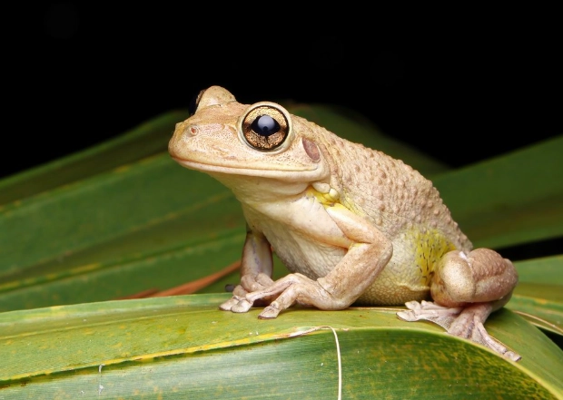 cuban tree frog identification