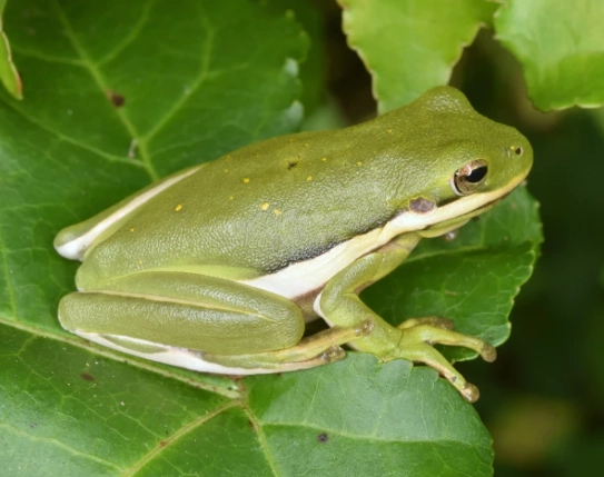 american green tree frog care