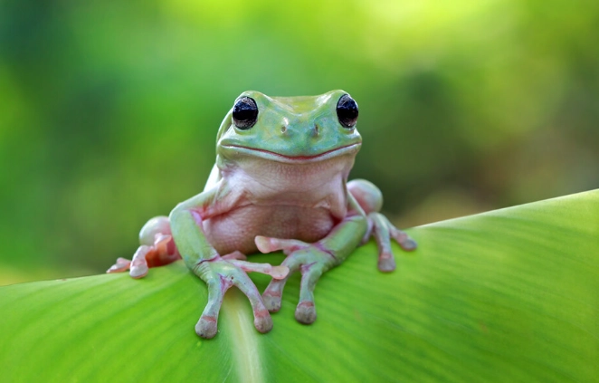 dumpy tree frog care