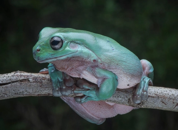 white tree frog care
