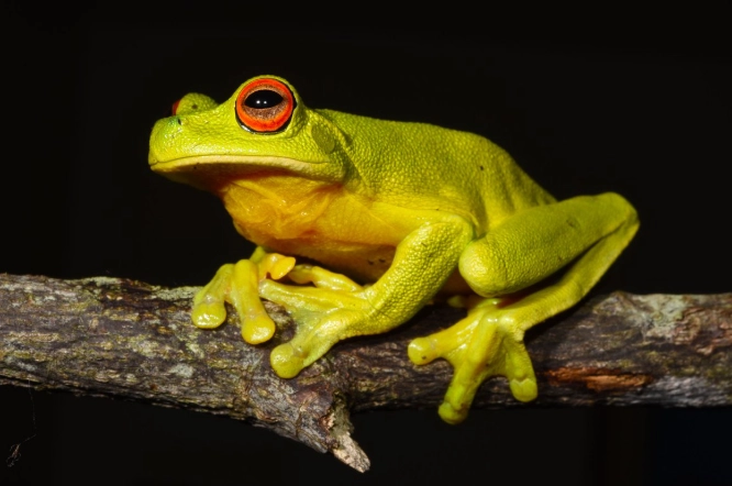 are red-eyed tree frogs poisonous