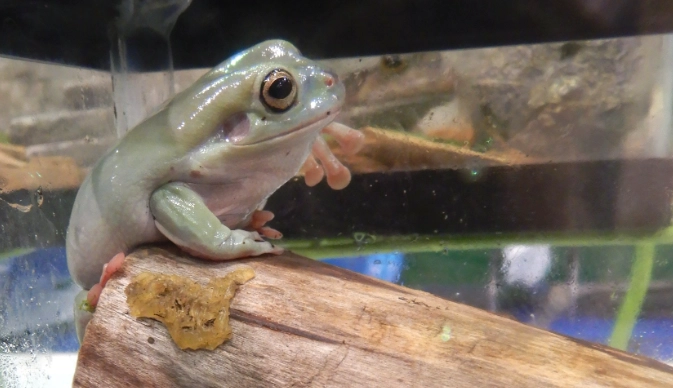 litoria caerulea care