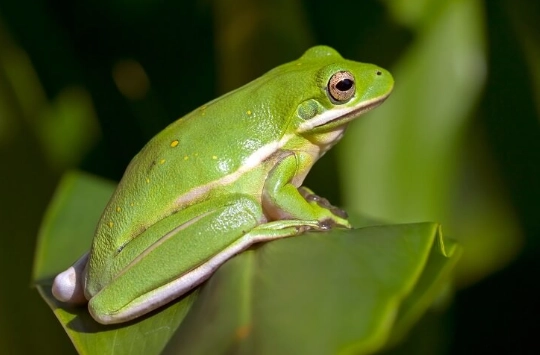 american green tree frog care