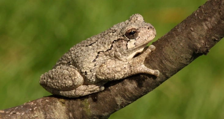 gray tree frog sound