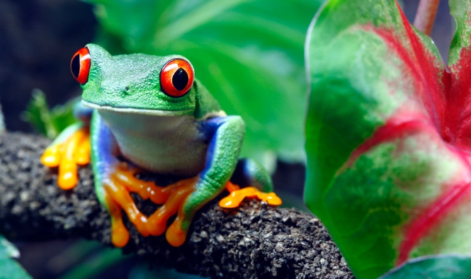 red-eyed tree frog habitat