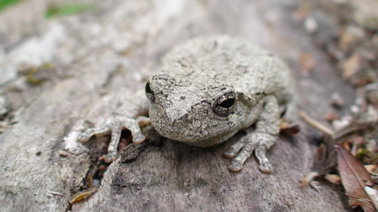 gray tree frog care