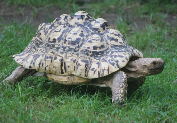 Leopard Tortoise habitat setup