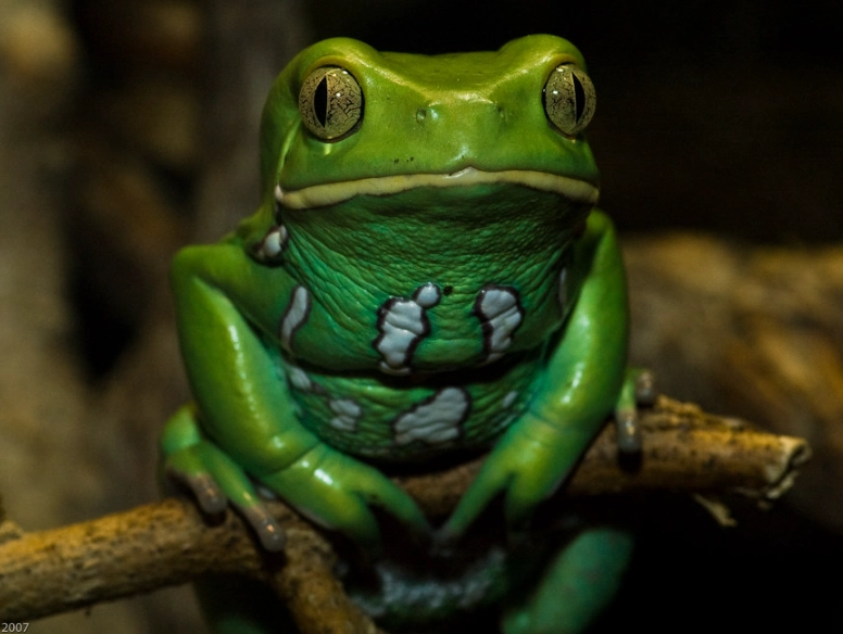 Phyllomedusa sauvagii