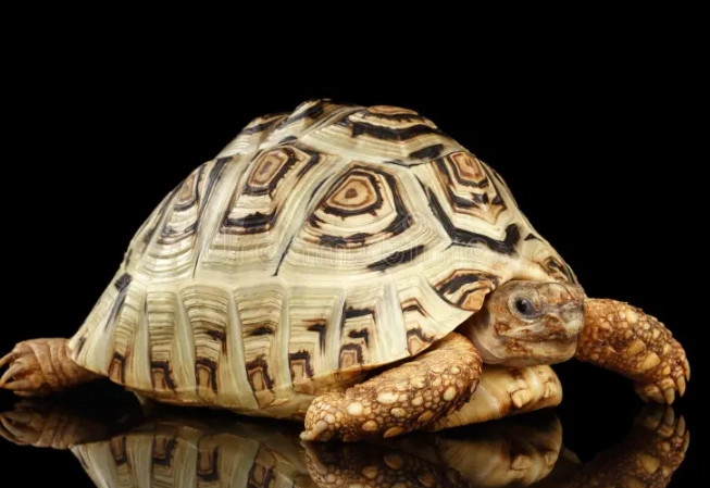 Leopard Tortoise care
