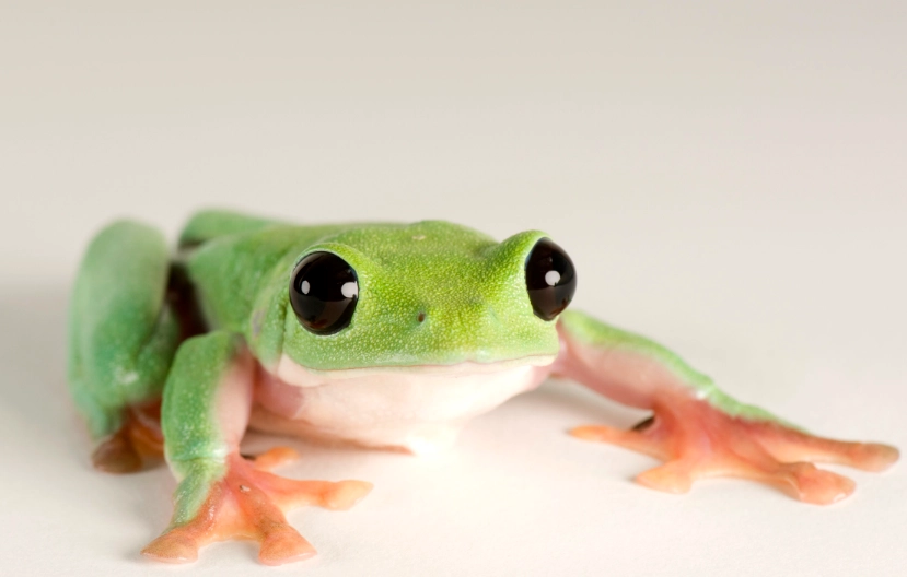 black eyed tree frog habitat