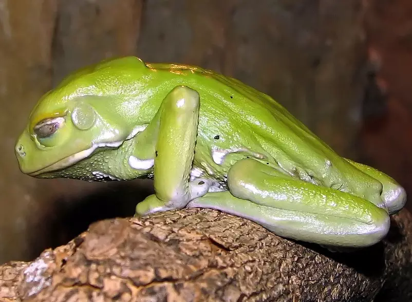 waxy monkey tree frog care