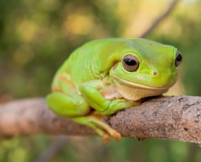 white's tree frog habitat