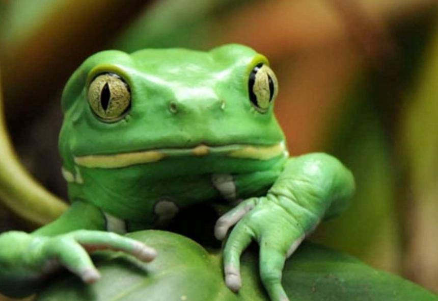 Phyllomedusa sauvagii