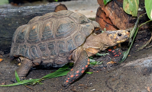 Red-footed Tortoise diet