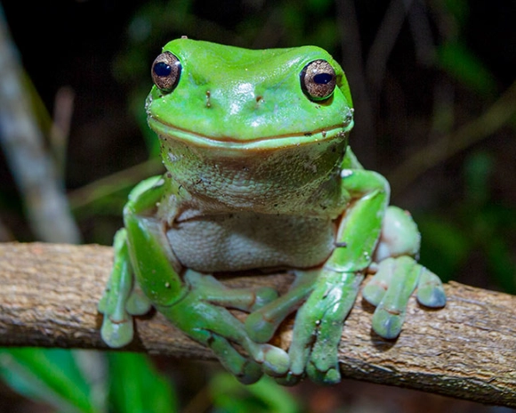litoria caerulea