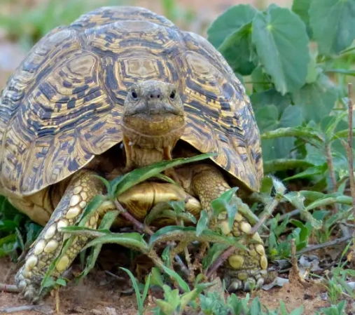 Leopard Tortoise diet