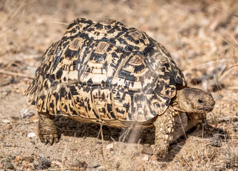 Leopard Tortoise habitat setup